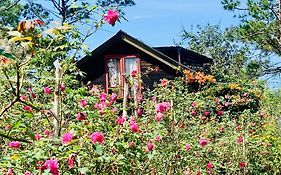 Romantic House 2 On A Pine Hill Dalat